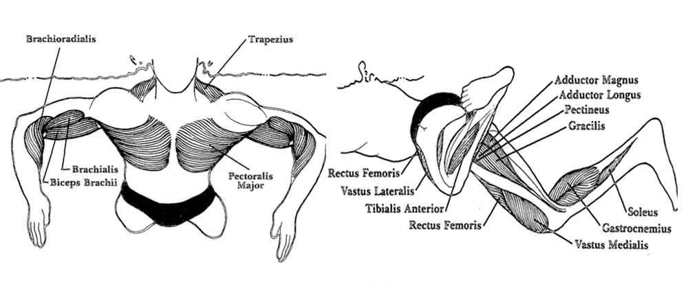 Breaststroke Muscles: Upper and Lower Body