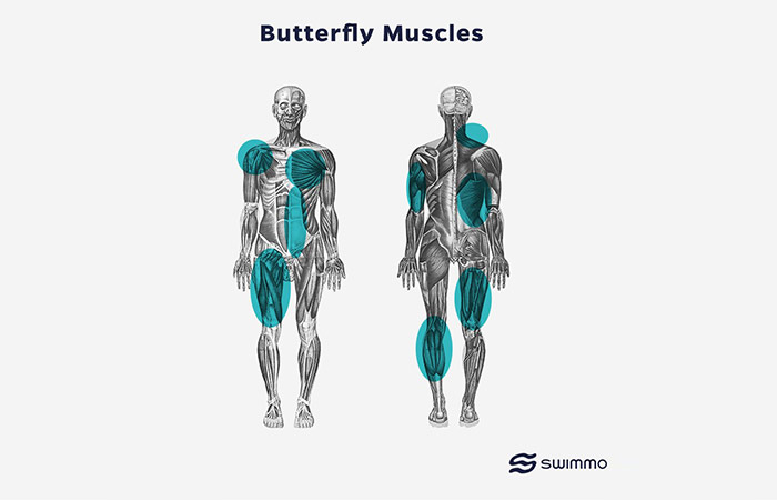 Muscles engaged butterfly stroke