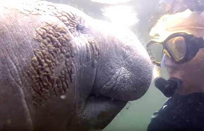 Best Places to Snorkel and Swim with Manatees