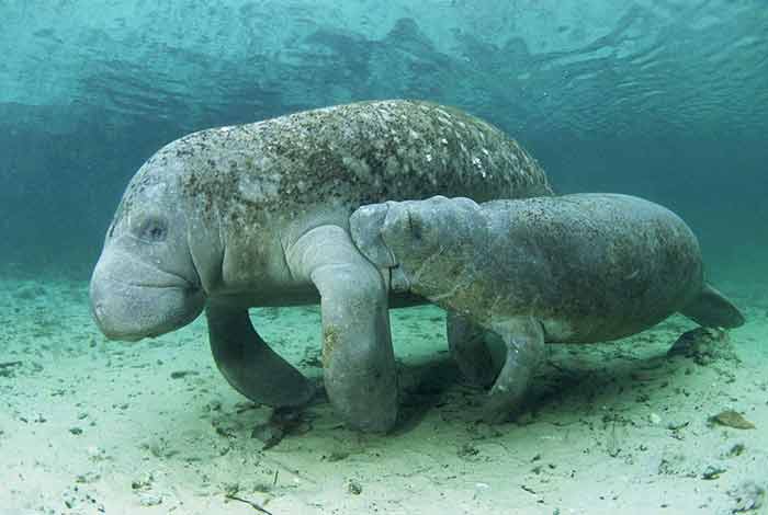 How mother and baby manatees look under water